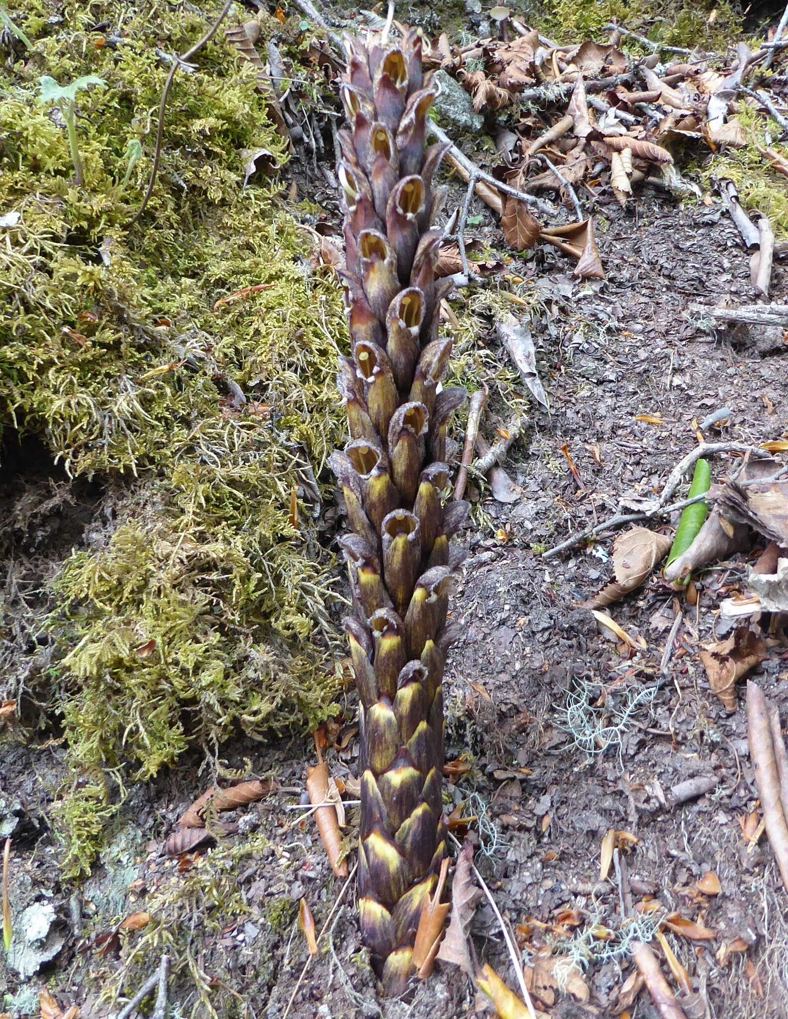 Image of Boschniakia himalaica Hook. fil. & Thomson