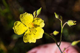 Imagem de Crocanthemum suffrutescens (B. Schreib.) Sorrie