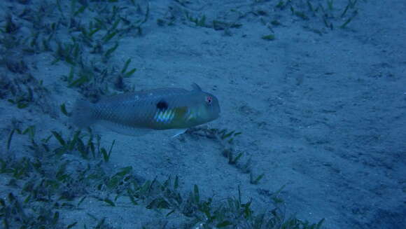 Image of Finspot razorfish