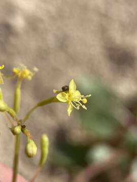 Image de Chylismia scapoidea Nutt. ex Torr. & Gray