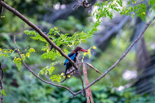 صورة Halcyon smyrnensis perpulchra Madarász 1904