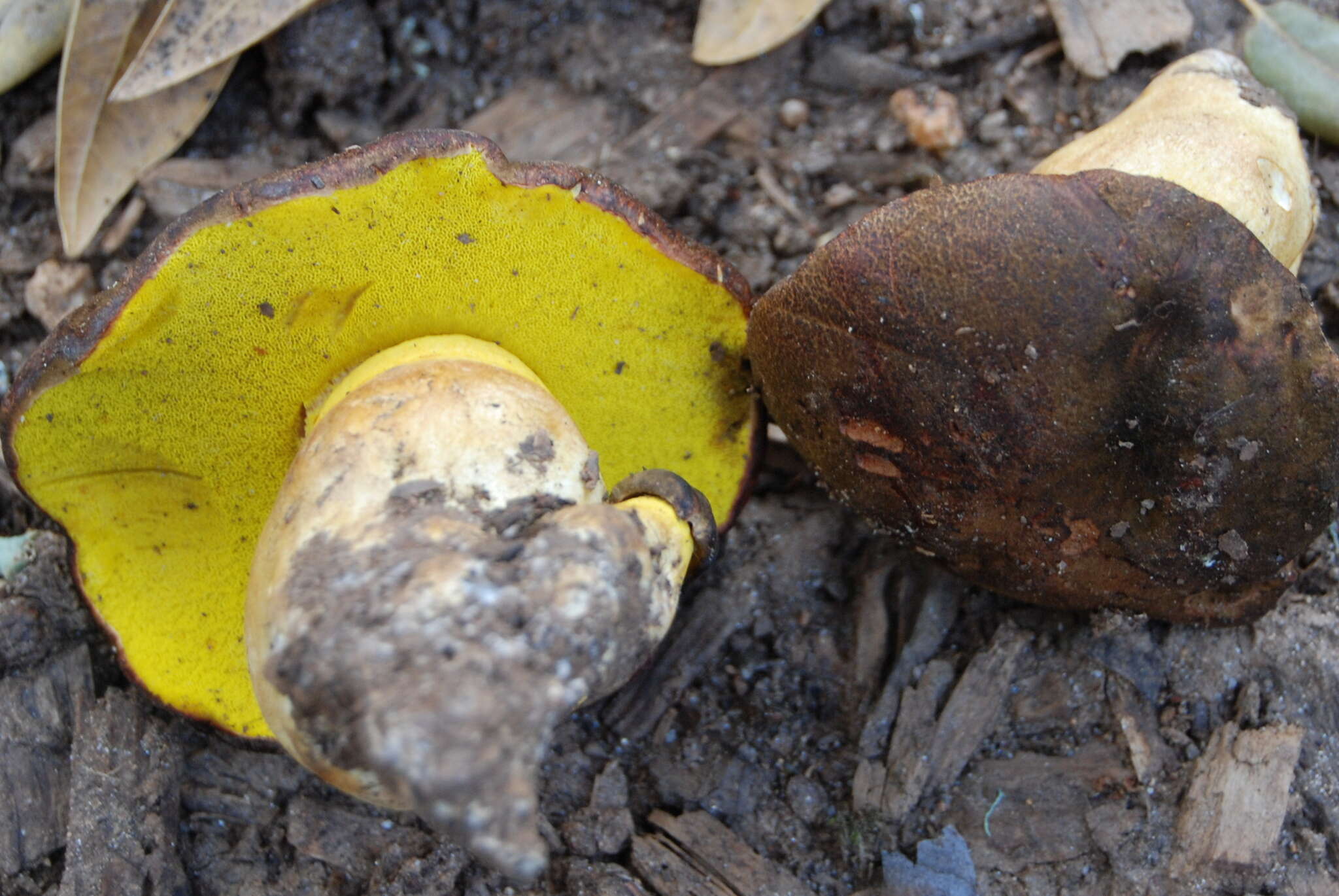 Image of Aureoboletus citriniporus (Halling) Klofac 2010