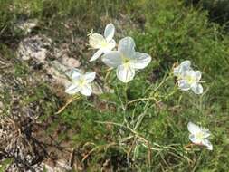 Plancia ëd Oenothera nuttallii Torr. & Gray