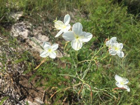 Image of Nuttall's evening primrose