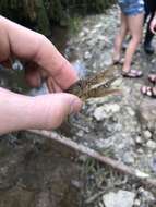 Image of Rock Crayfish