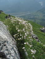 Image de Gypsophila tenuifolia M. Bieb.