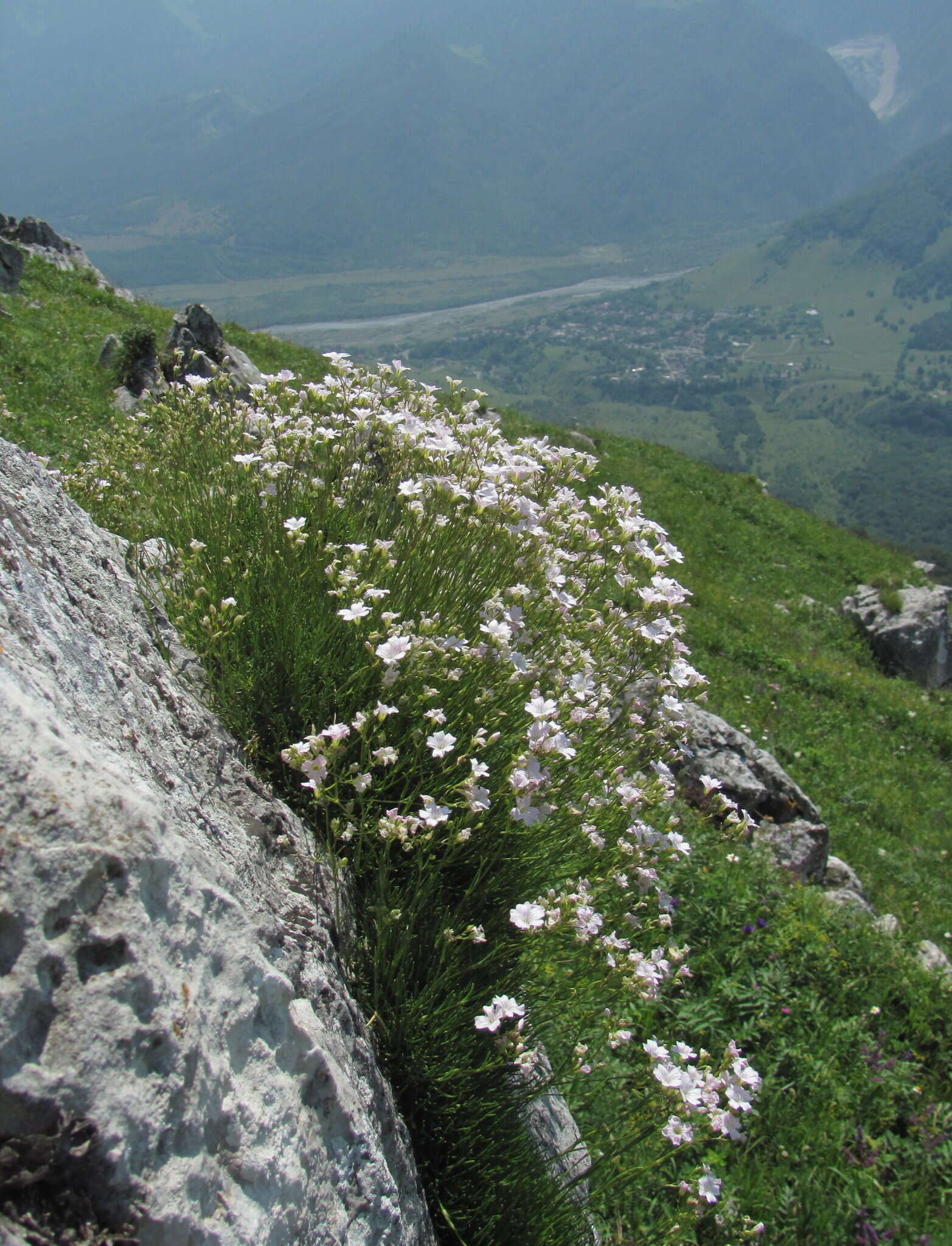 Image de Gypsophila tenuifolia M. Bieb.