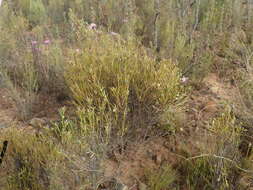 Image de Elytropappus adpressus Harv.