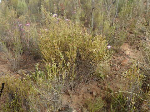 Image de Elytropappus adpressus Harv.