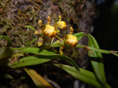 Image of winged-lady orchid