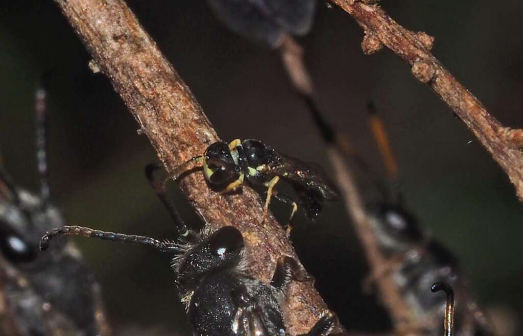 Imagem de Hylaeus ofarrelli Michener 1965