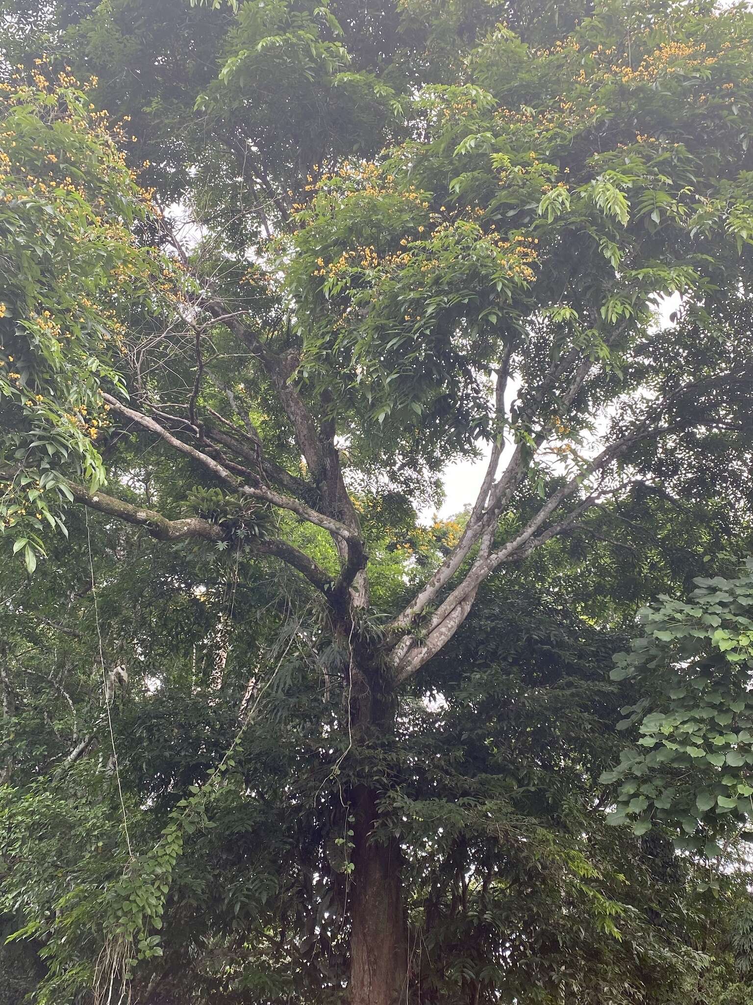 Image of dragonsblood tree