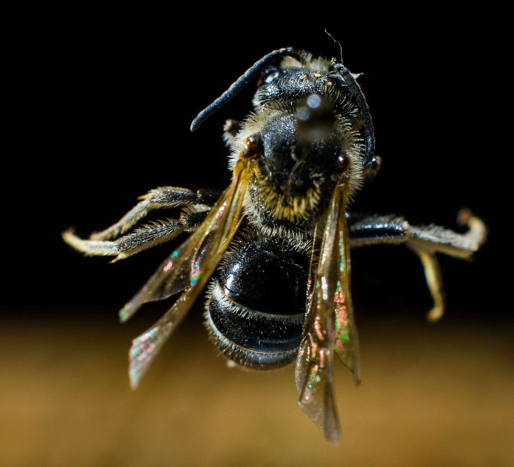 Plancia ëd Lasioglossum zonulum (Smith 1848)