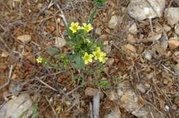 Слика од Linum strictum L.