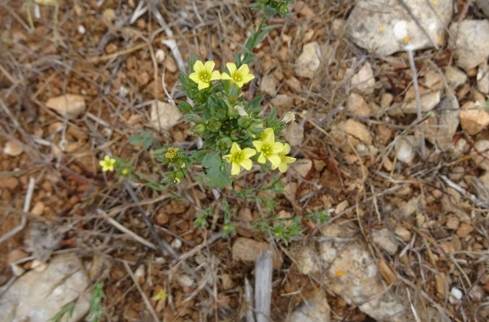 Слика од Linum strictum L.