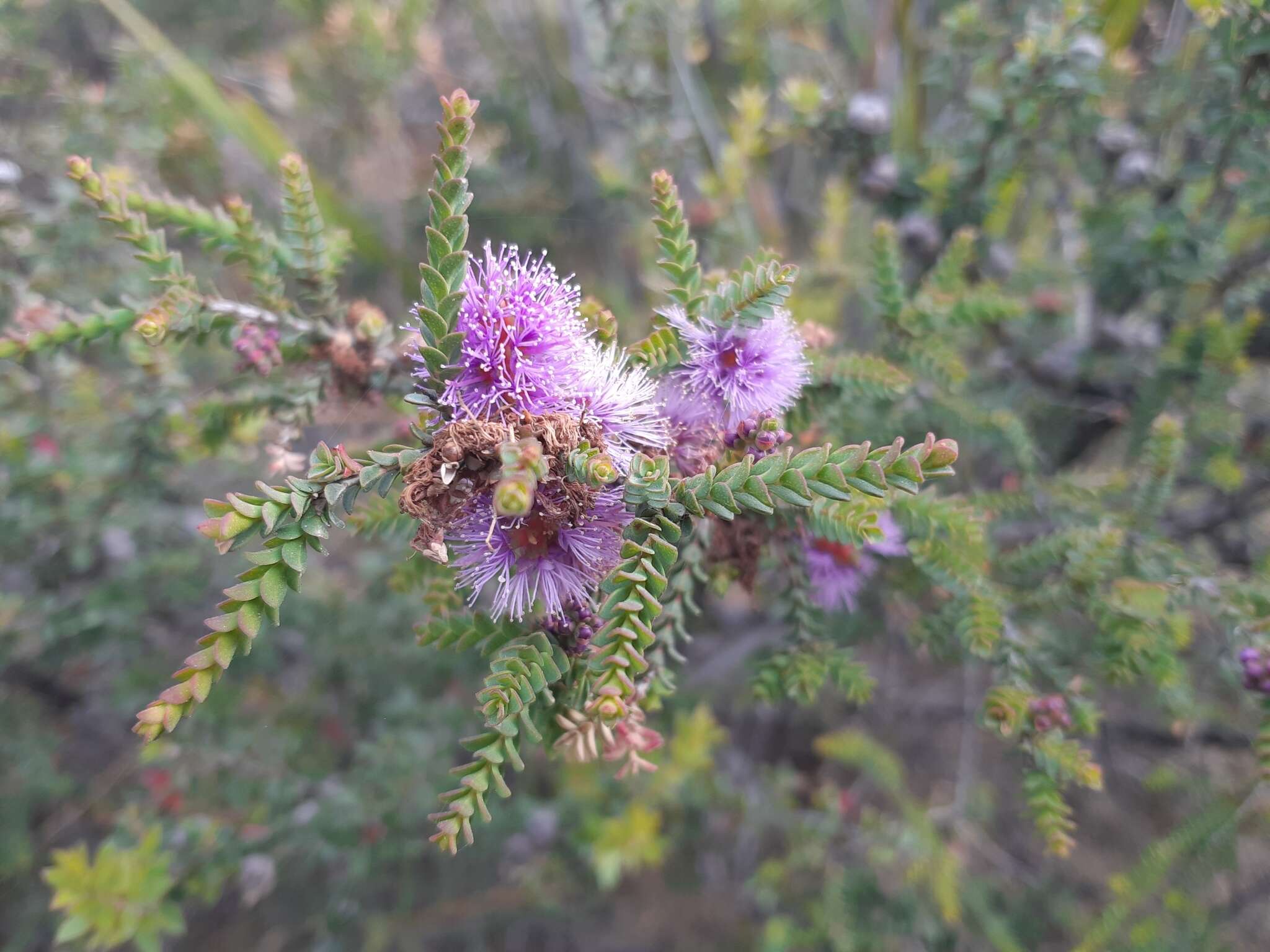 Image of Melaleuca gibbosa Labill.