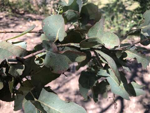 Imagem de Eucalyptus melanophloia F. Müll.