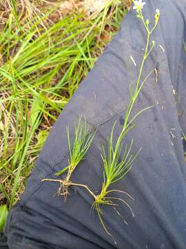 Image of fescue sandwort