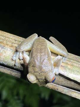 Image de Leptopelis millsoni (Boulenger 1895)