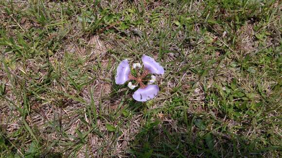 Image of Cypella unguiculata (Baker) Roitman & J. A. Castillo