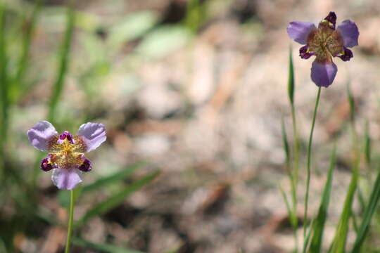 Alophia drummondii (Graham) R. C. Foster的圖片