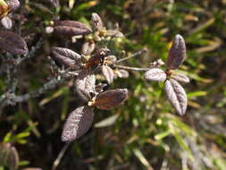 Image of Rhododendron rubropilosum var. taiwanalpinum (Ohwi) S. S. Ying