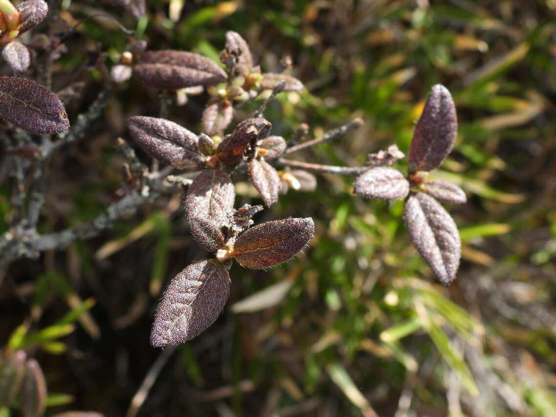 Imagem de Rhododendron rubropilosum var. taiwanalpinum (Ohwi) S. S. Ying