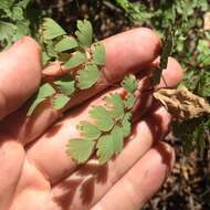 Adiantum andicola Liebm.的圖片