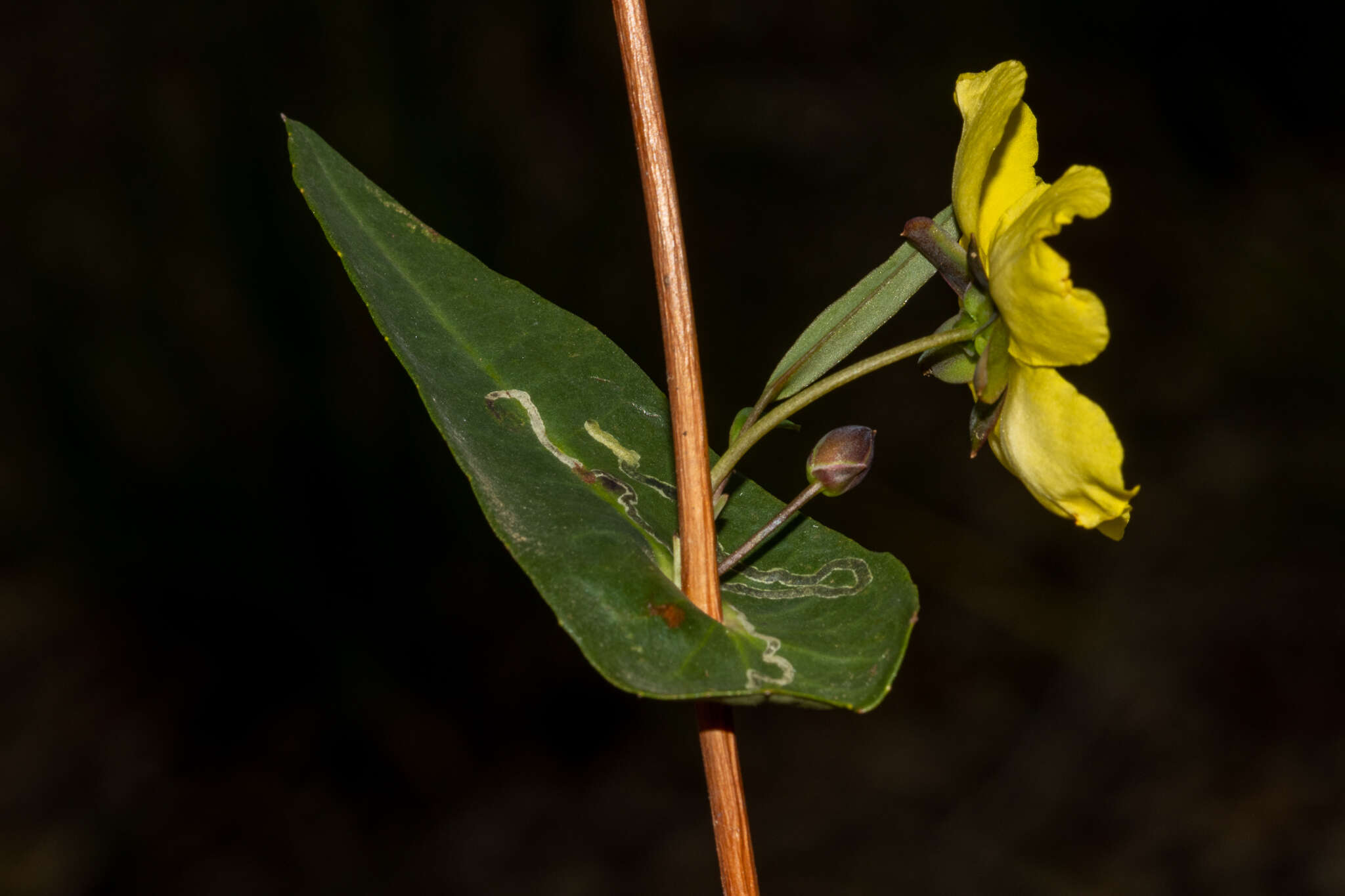 Hibbertia cunninghamii Ait. ex Hook. resmi