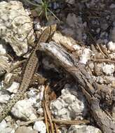 Image of Cyren’s Rock Lizard