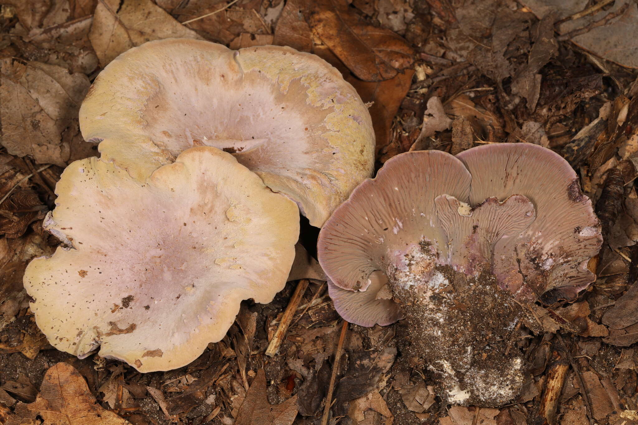 Image of Gomphus ludovicianus R. H. Petersen, Justice & D. P. Lewis 2014