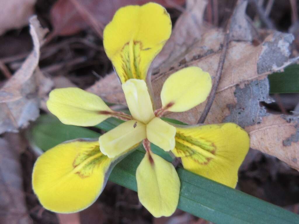 Sivun Iris minutoaurea Makino kuva