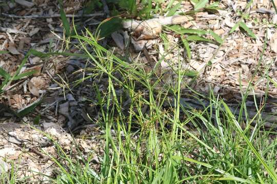 Image of Roadside Flat Sedge