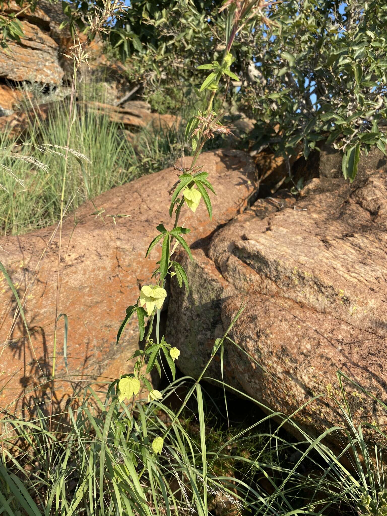 Plancia ëd Dalechampia capensis A. Spreng.