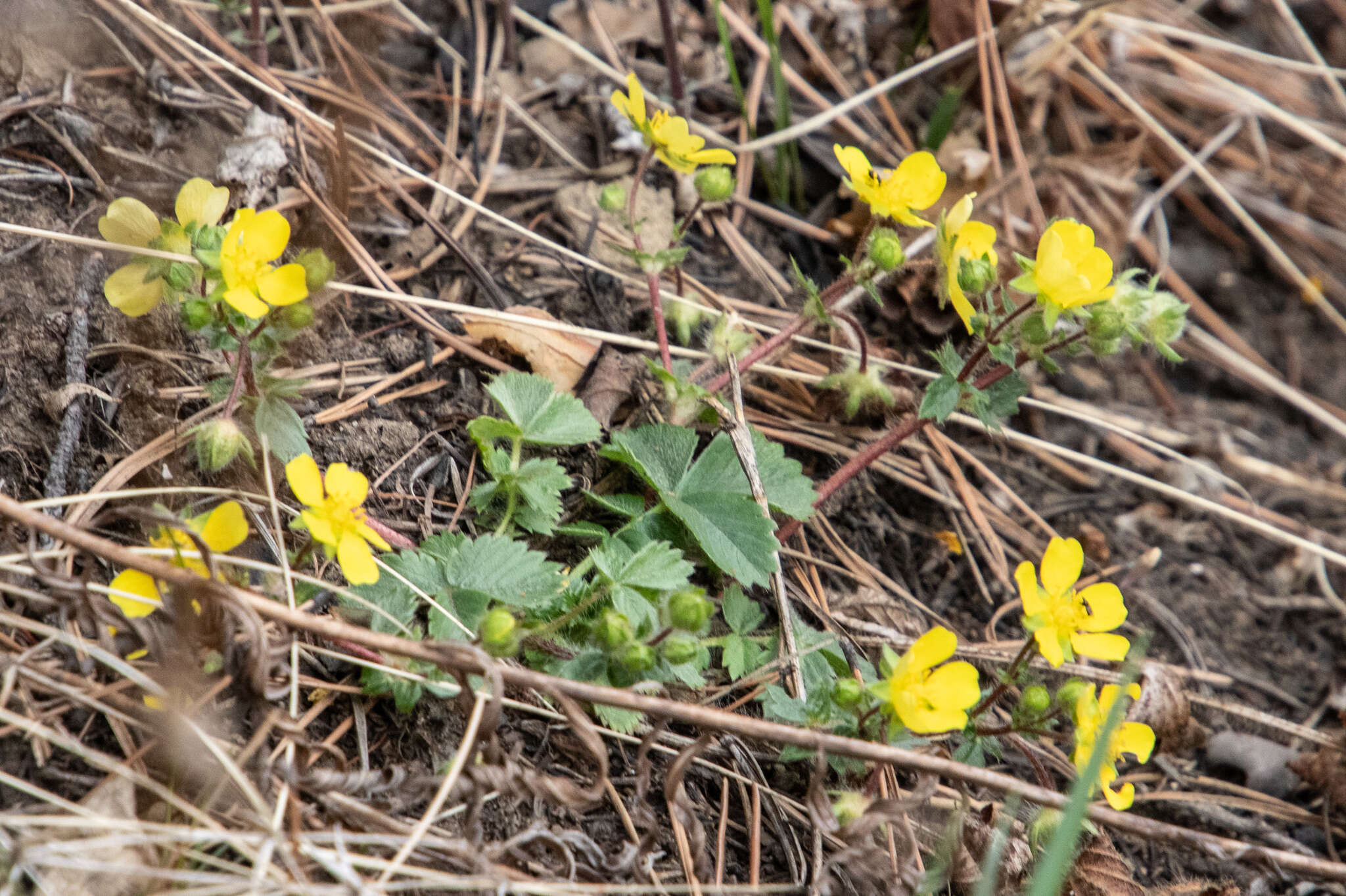 صورة Potentilla fragarioides L.