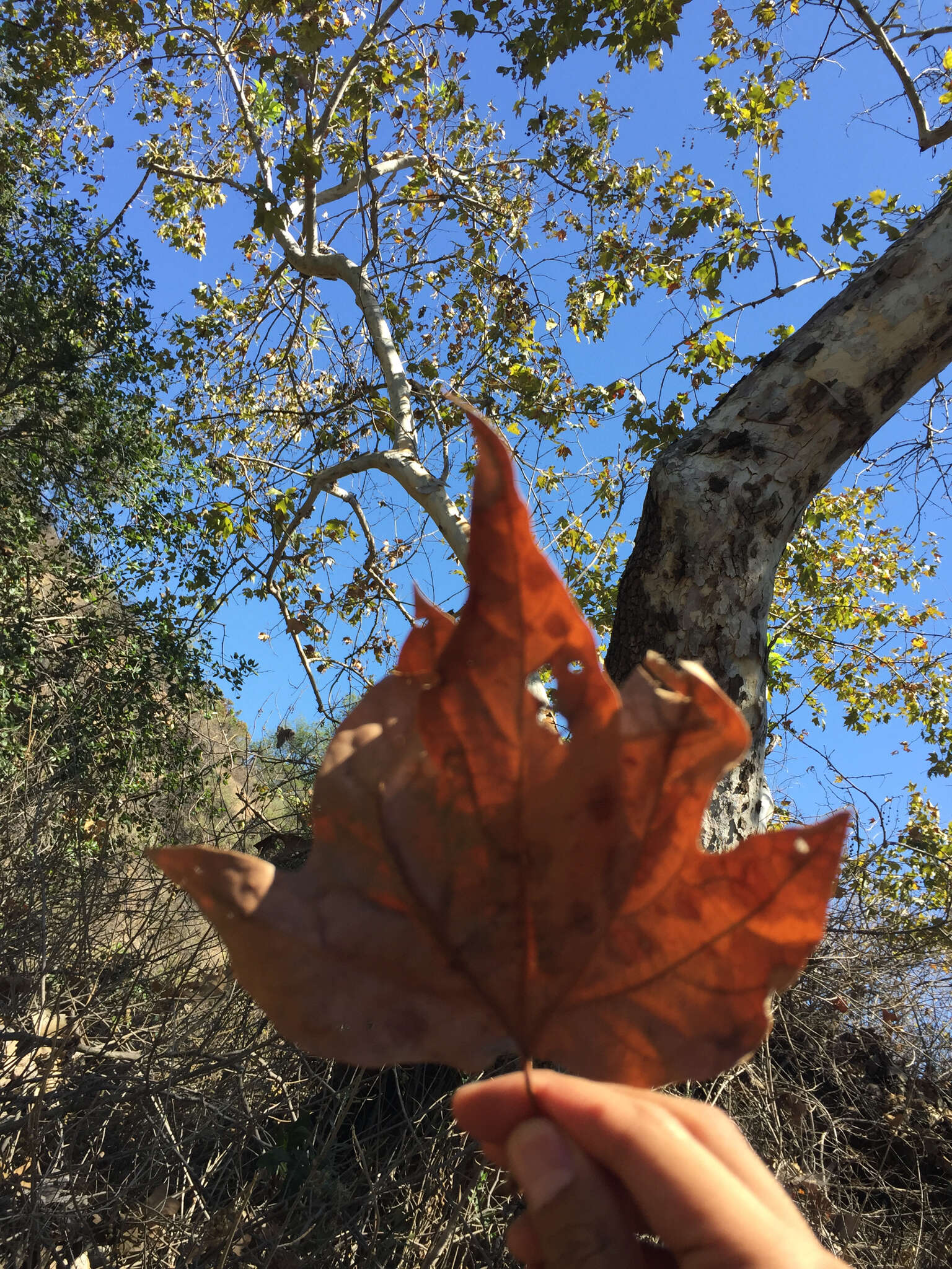 Platanus racemosa Nutt. ex Audubon的圖片