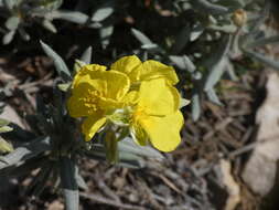 Image of Helianthemum syriacum (Jacq.) Dum.-Courset