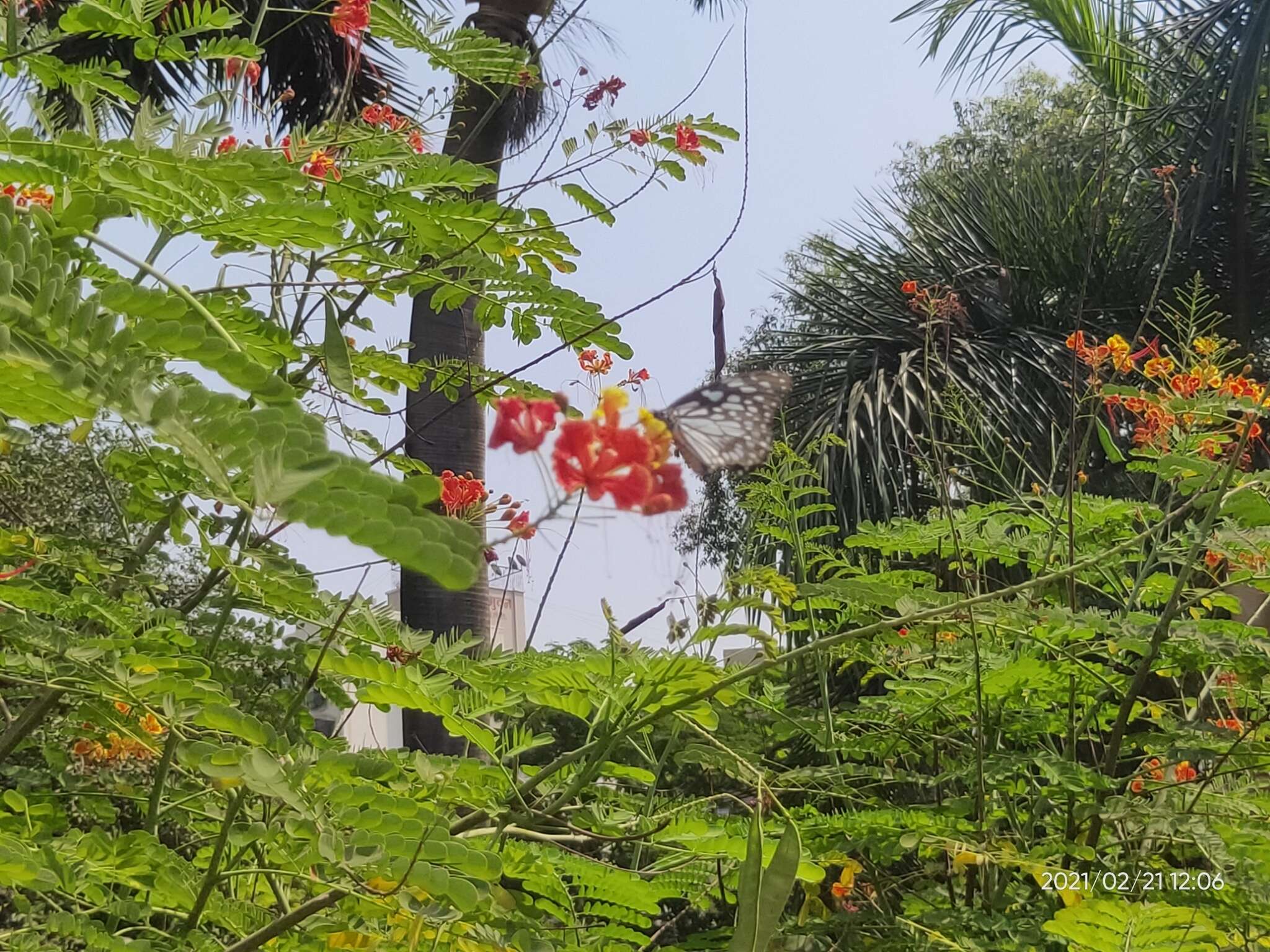 Tirumala limniace exoticus resmi