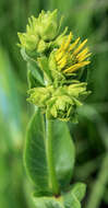 Image de Silphium integrifolium Michx.