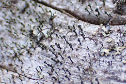 Image of Yellow-collar stubble lichen;   Spike lichen