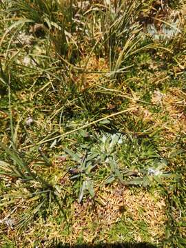 Image of Plantago barbata Forst.