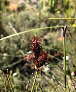 Hypodiscus aristatus (Thunb.) C. Krauss的圖片