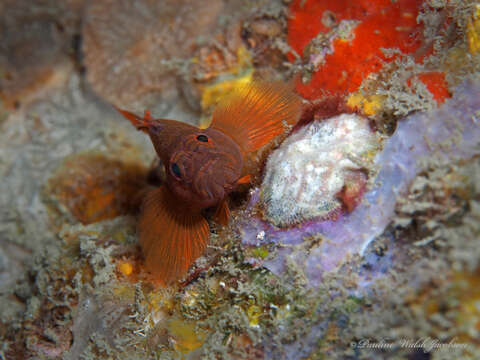 Image of Rusty Goby