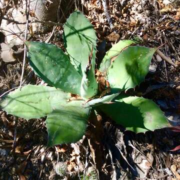 Image of Agave nuusaviorum García-Mend.