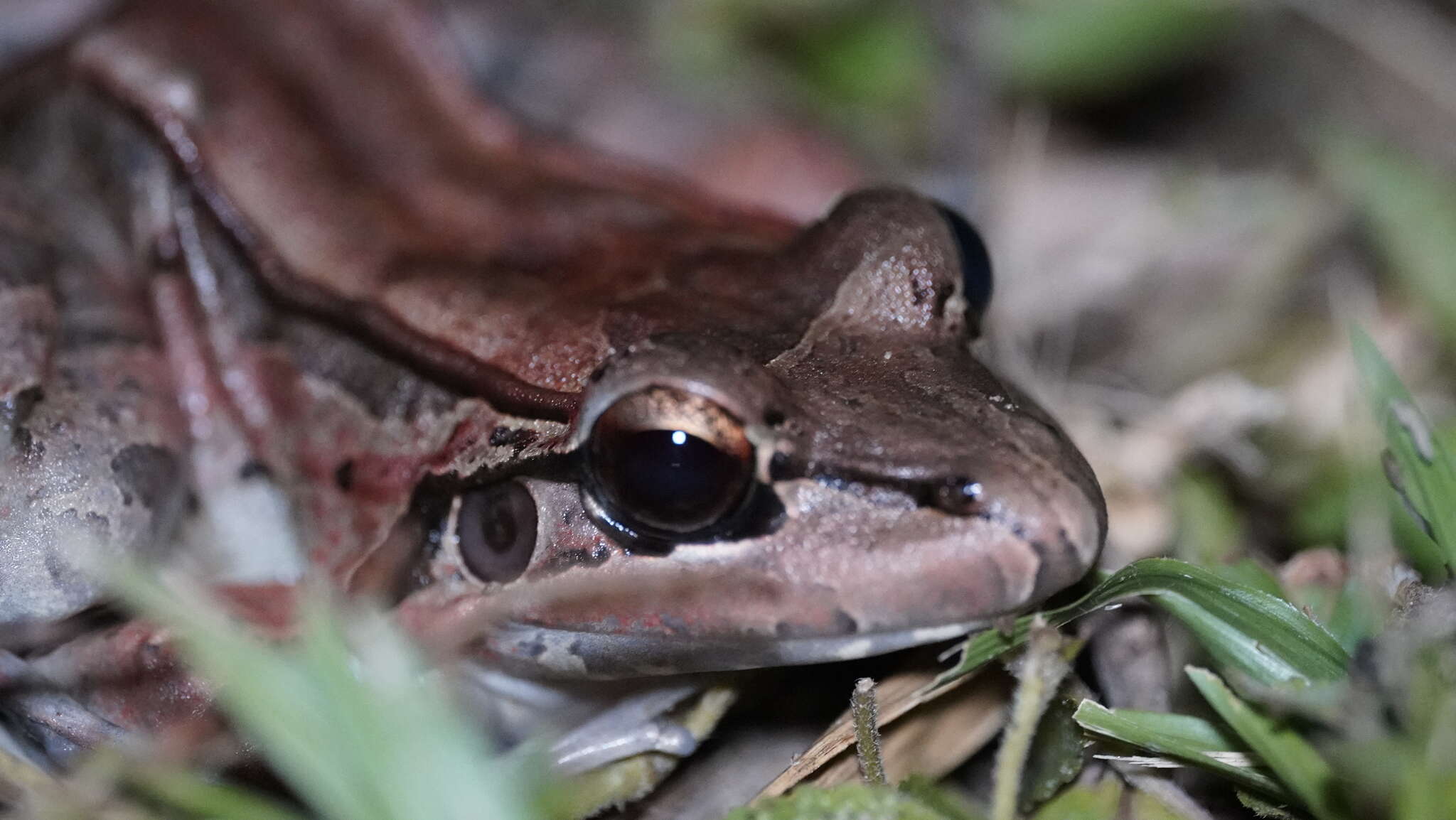 Image of Leptodactylus guianensis Heyer & de Sá 2011