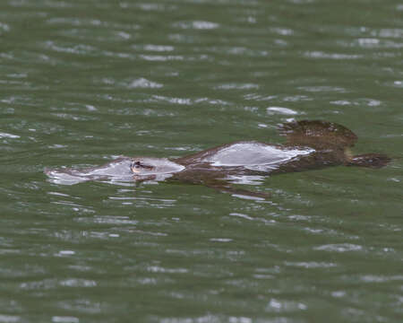 Image of platypus