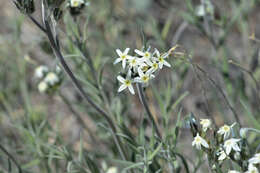 Plancia ëd Amsonia palmeri A. Gray