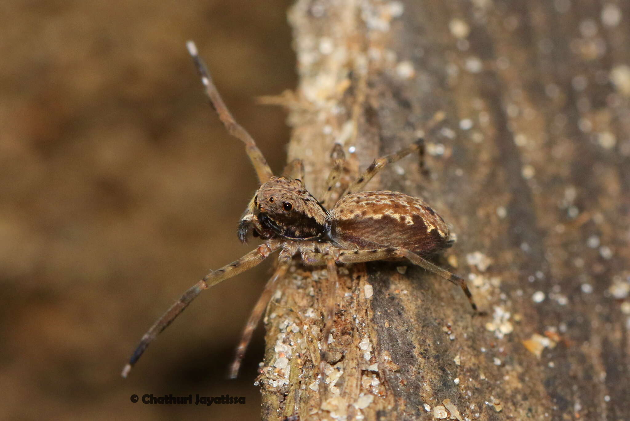 Image of Spartaeus spinimanus (Thorell 1878)