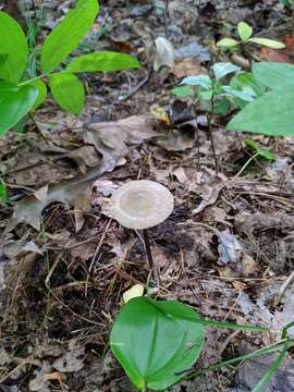 Image of Entoloma conicum (Sacc.) Hesler 1967