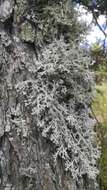 Image of light and dark lichen